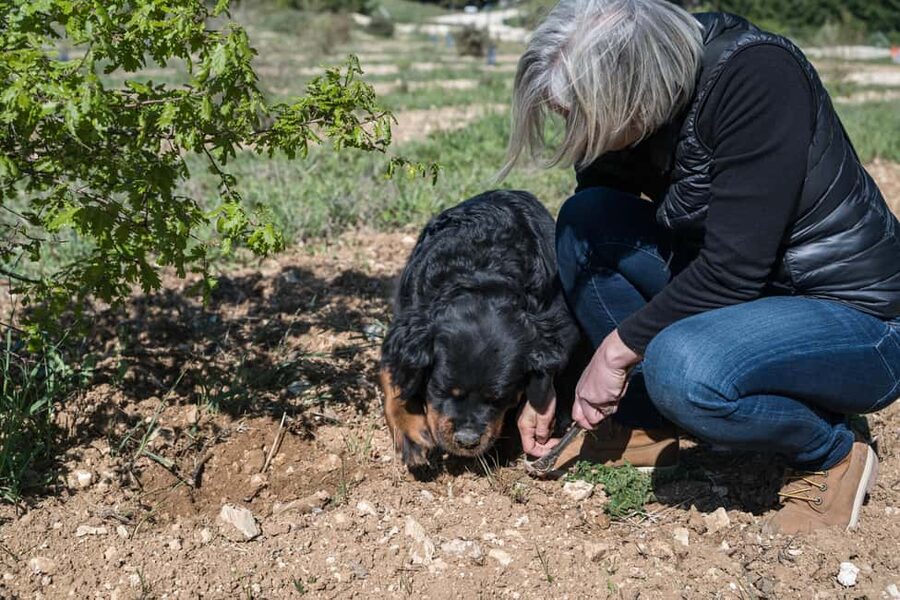 From location: Truffle farm visit, culinary workshop, meal - What to bring and how to prepare so the experience feels smooth