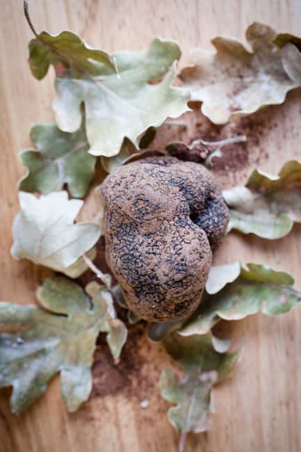 From location: Truffle farm visit, culinary workshop, meal - Quick decision: should you book?