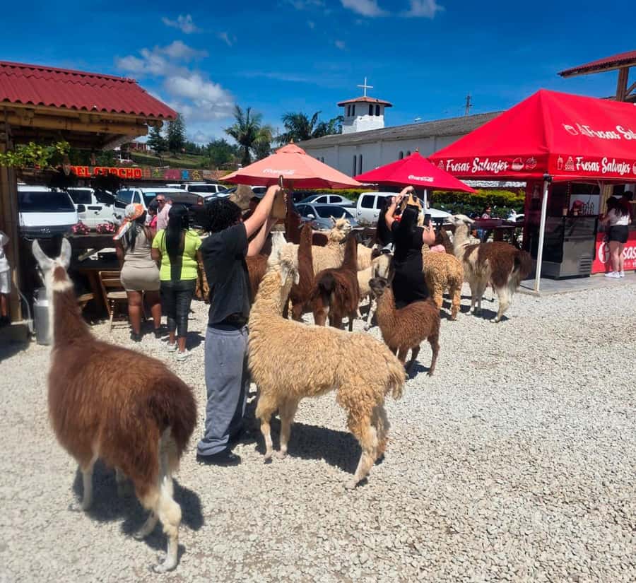 From Medellin: Guatapé & Peñol Rock with Boat & farm animals - The first break: Alto del Chocho and quick photo wins