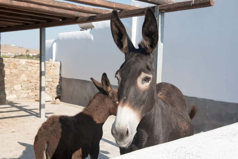From Mykonos: Ano Mera Farm Tour - Key Takeaways Before You Go
