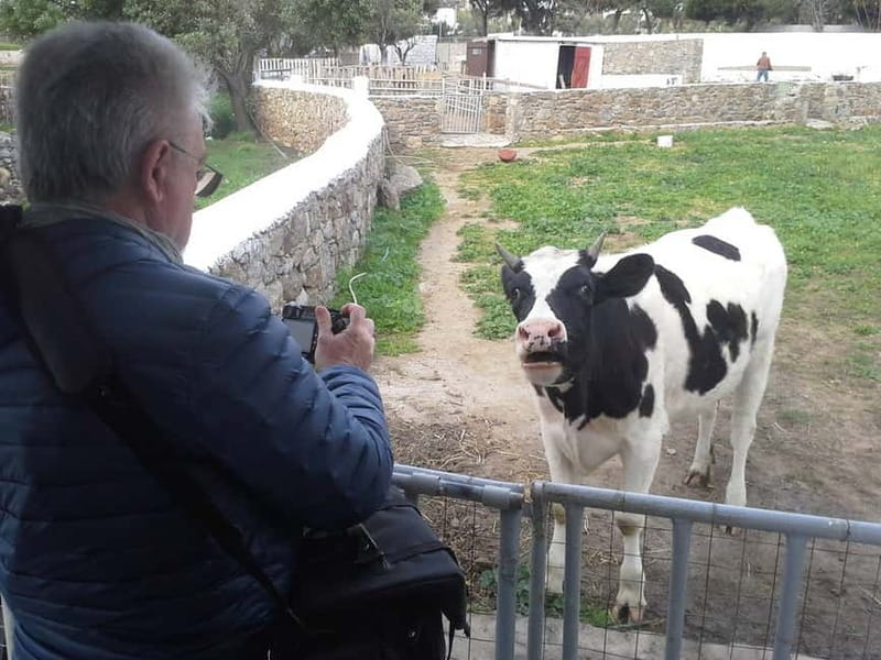 From Mykonos: Ano Mera Farm Tour - From Mykonos to Ano Mera: How the Timing Feels
