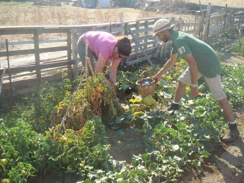 From Mykonos: Ano Mera Farm Tour - Raki and the Snack Spread: Simple, Local, and Very Specific