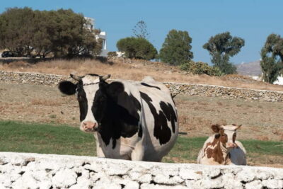From Mykonos: Ano Mera Farm Tour - Pickup, drive, and the short walk to the grounds