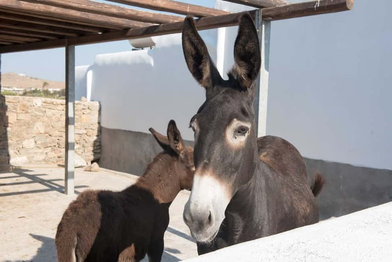 From Mykonos: Ano Mera Farm Tour - Animals on Mykonos: Seeing Them vs. Doing Much With Them