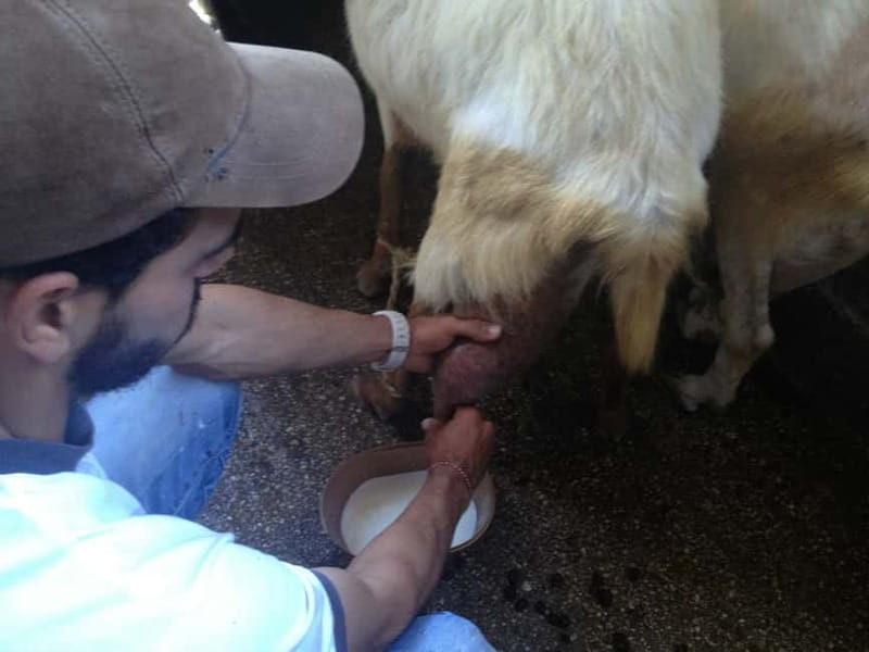 From Mykonos: Ano Mera Farm Tour - Who This Tour Best Fits