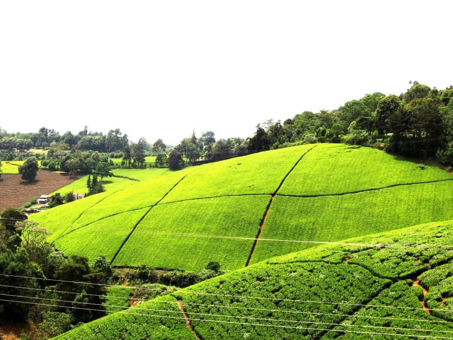 From Nairobi: Kiambethu Tea Farm Tour & Lunch - Key things I’d circle on your itinerary