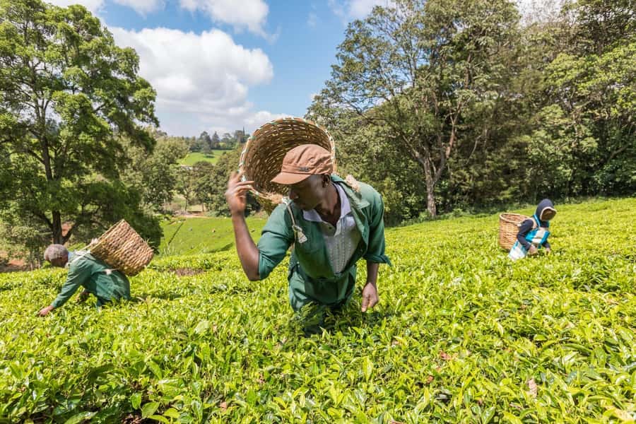 From Nairobi: Kiambethu Tea Farm Tour & Lunch - Why Kiambethu feels like more than a tea stop