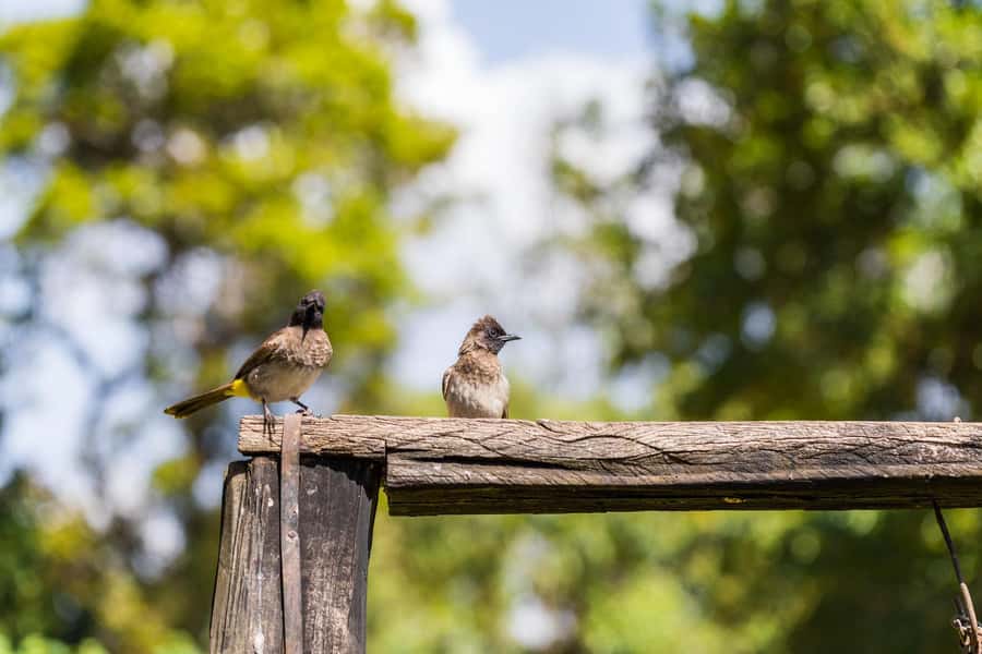 From Nairobi: Kiambethu Tea Farm Tour & Lunch - Forest walk and colobus monkeys: wildlife viewing that doesn’t feel like a chase