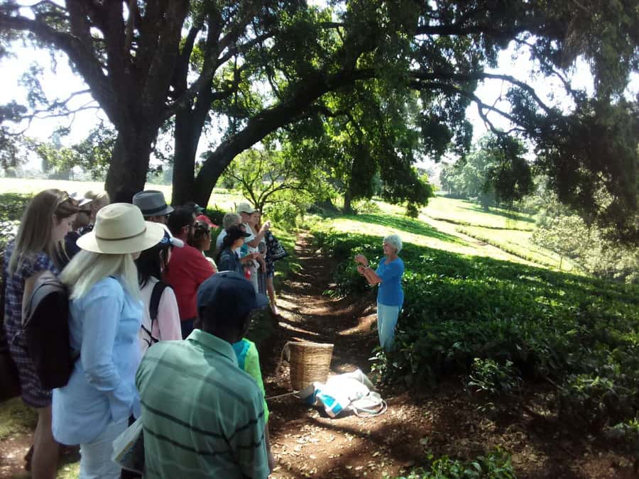 From Nairobi: Kiambethu Tea Farm Tour & Lunch - Price and value: is $160 per person fair for a 6-hour day?