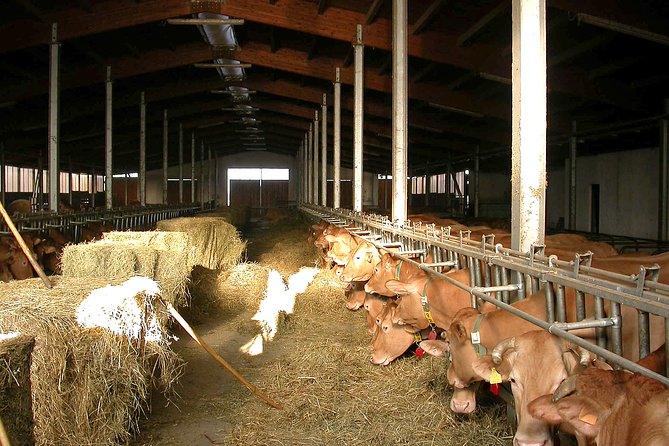 From Parma: Parmigiano Reggiano Farm Tour & Tasting with Transfer - Time in the Farm Shop: What to Buy and How to Take It Home