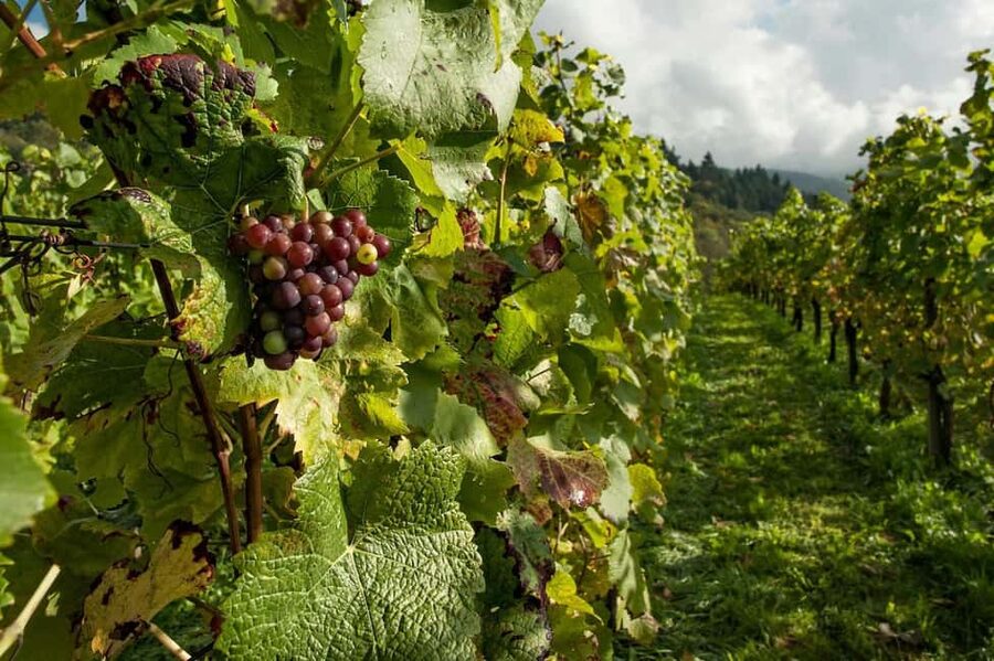 From Porto: 2 Wine Regions, Farm Lunch, and Boat Ride - Pinhão and the rabelo boat cruise: why the 50 minutes matters