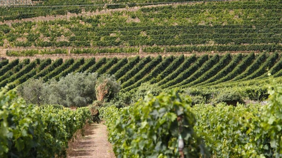 From Porto: 2 Wine Regions, Farm Lunch, and Boat Ride - Wineries in Sabrosa: DOC and Port tastings plus farm-lunch magic