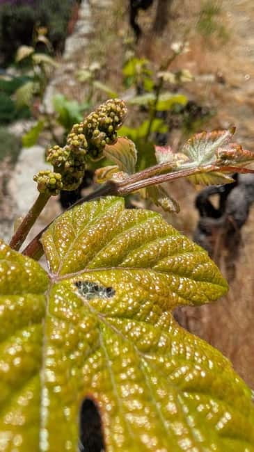 From Porto: 2 Wine Regions, Farm-to-Table Lunch & Boat - Vinho Verde Stops: Brunch, Smoked Meats, Cheeses, and the Wine Lesson