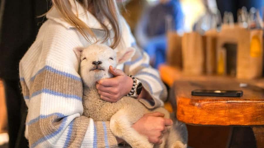 From Queenstown: Coach, Farm Tour & Milford Nature Cruise - Key highlights worth your attention