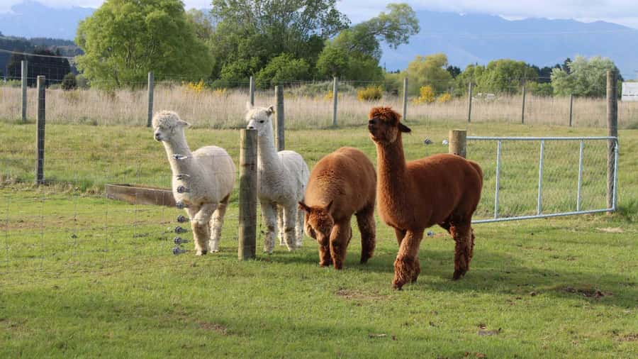 From Queenstown: Coach, Farm Tour & Milford Nature Cruise - Price and value: is $218 worth it?