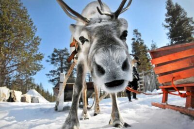 From Rovaniemi: Reindeer Farm Visit with Sleigh Ride - Feeding the reindeer and taking photos in the snow