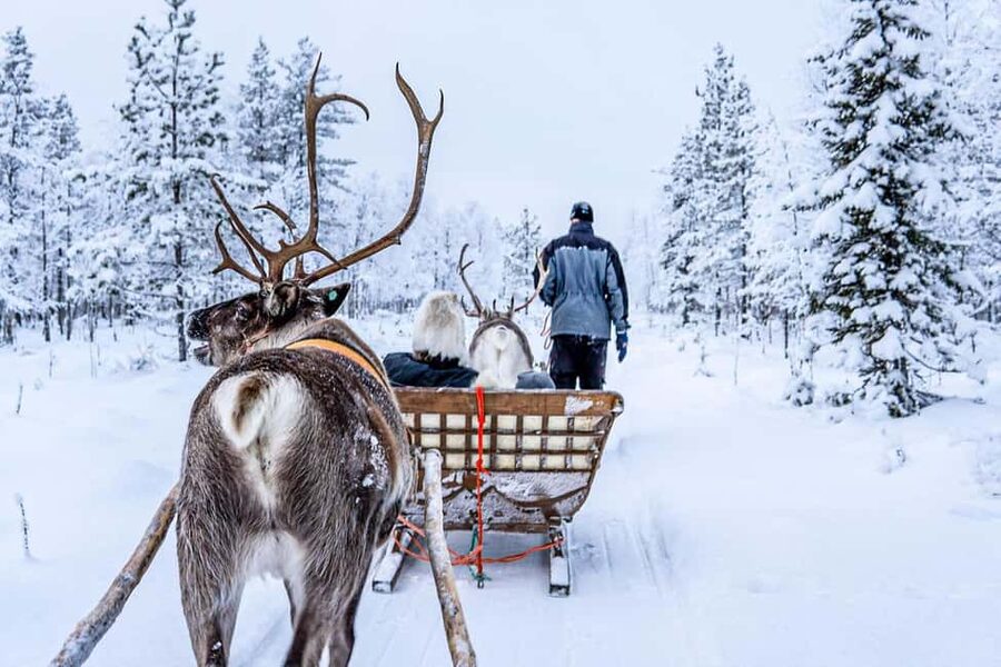 From Rovaniemi: Reindeer Farm Visit with Sleigh Ride - Price and value: is $129 a fair deal?
