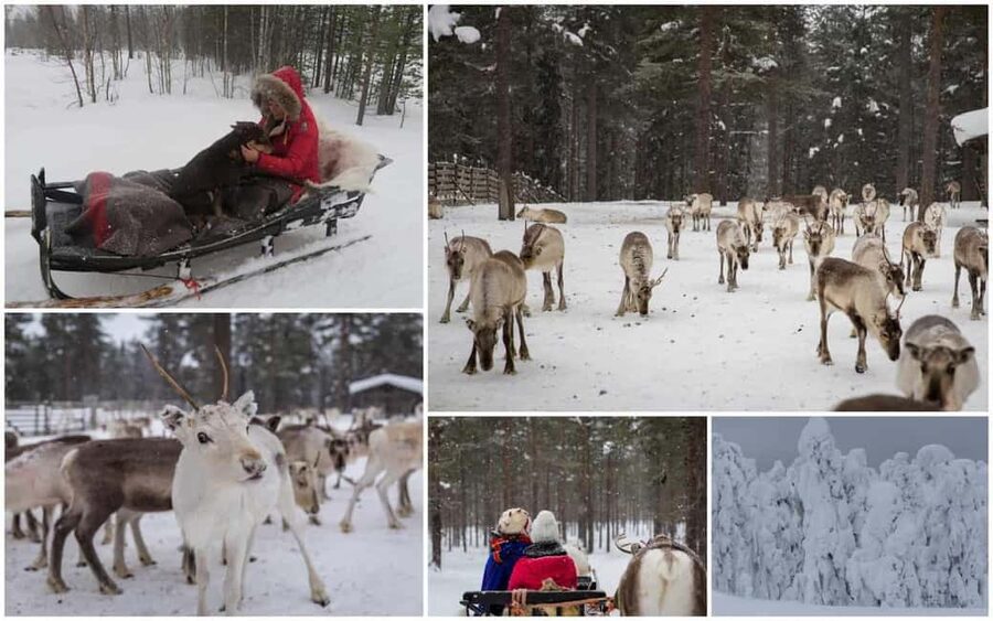 From Rovaniemi: Reindeer Farm Visit with Sleigh Ride - Who this tour fits best (and who might want another option)
