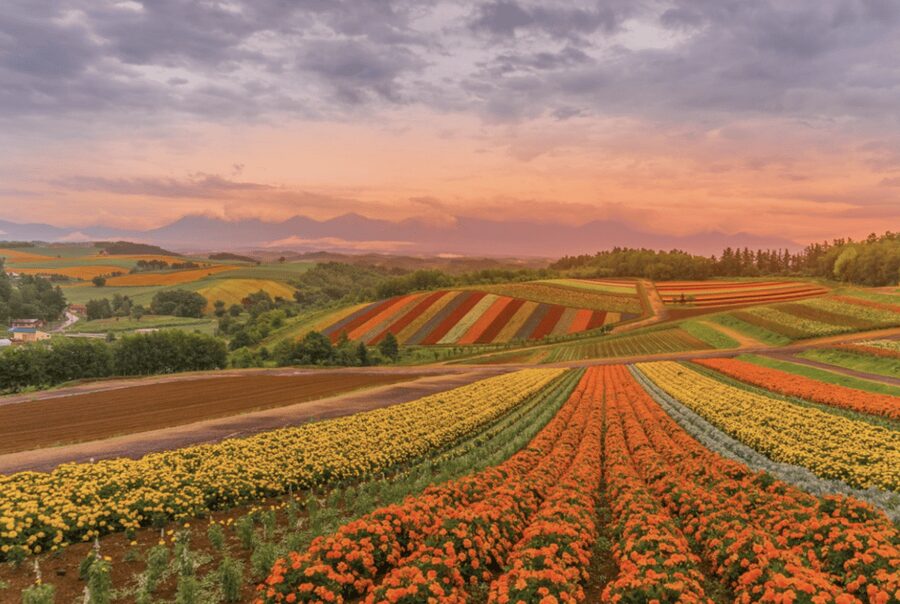 From Sapporo : Hokkaido Furano Tomita Farm Joiner Tour - Key Highlights Worth Your Attention