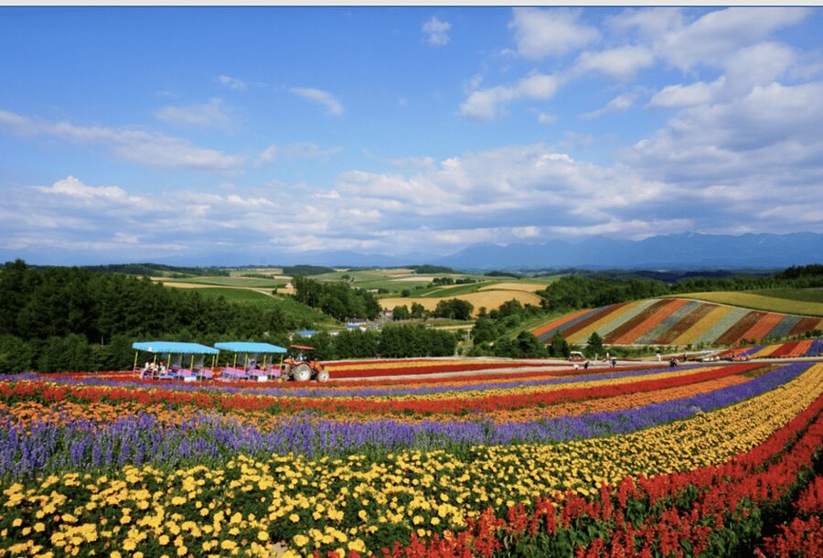 From Sapporo : Hokkaido Furano Tomita Farm Joiner Tour - From Sapporo to Furano: What This 10-Hour Joiner Day Really Feels Like