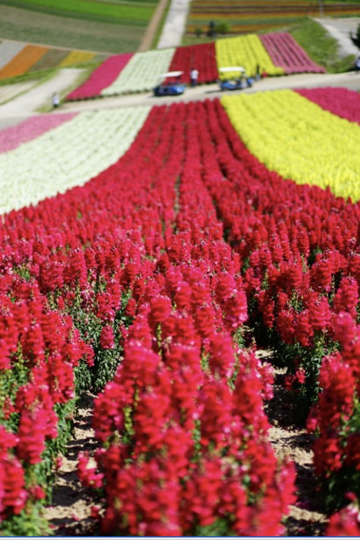 From Sapporo : Hokkaido Furano Tomita Farm Joiner Tour - Shikisai-no-Oka (Four Seasons Color Hill): Walking the Rainbow Fields