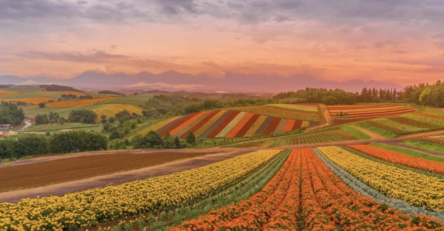 From Sapporo : Hokkaido Furano Tomita Farm Joiner Tour - Who This Tour Fits Best (And Who Might Prefer Another Plan)