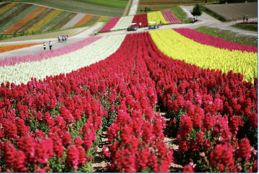 From Sapporo : Hokkaido Furano Tomita Farm Joiner Tour - Roller Coaster Road Photo Stop: Quick Thrills, Big Views