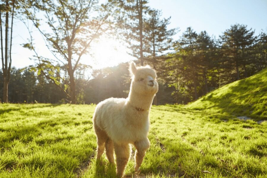 From Seoul: Full Day Trip to Alpaca Farm with Rail Bike - From Seoul to Gangwon: the day runs on transport, not shopping