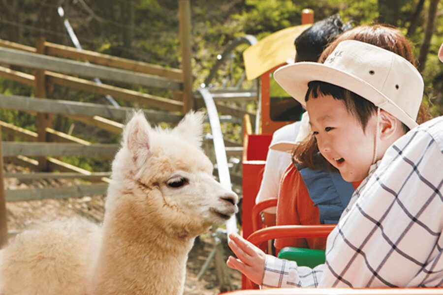 From Seoul: Full Day Trip to Alpaca Farm with Rail Bike - Price and value: why $59 can work (and when it won’t)