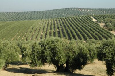 From Seville: Olive Oil Farm Tour - From hotel pickup to Andalusian countryside (and why that drive matters)