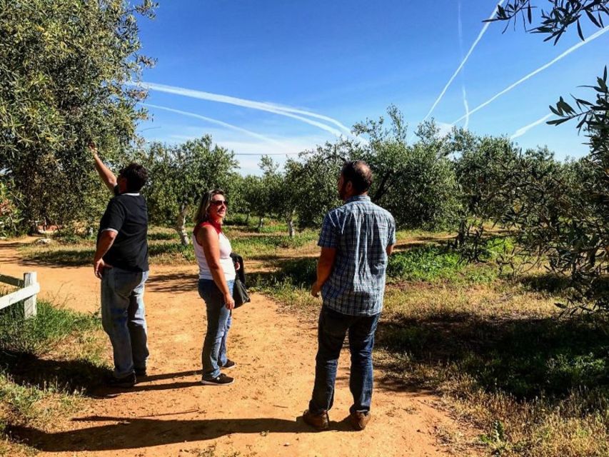 From Seville: Olive Oil Farm Tour - Shared vs private: how group size changes the vibe
