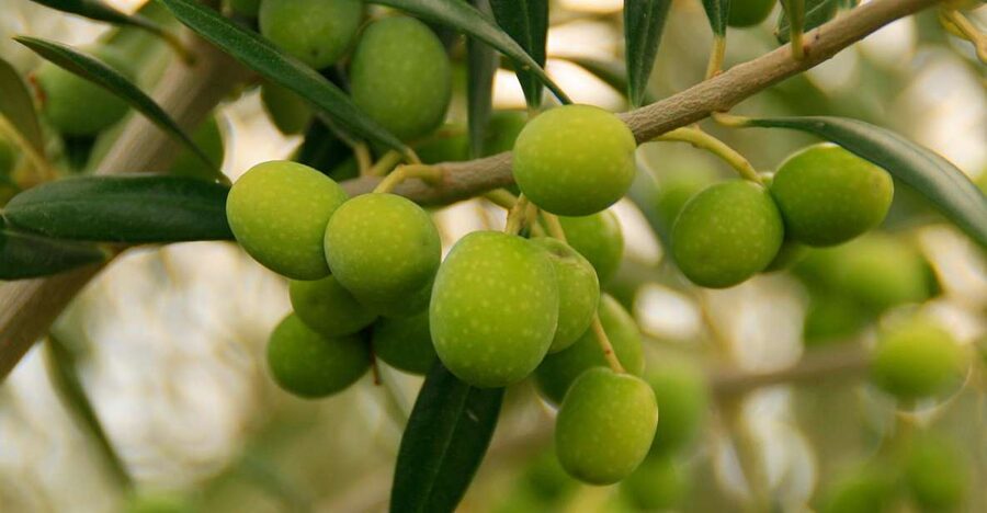 From Seville: Olive Oil Farm Tour - Price and value: is $105 per person fair?