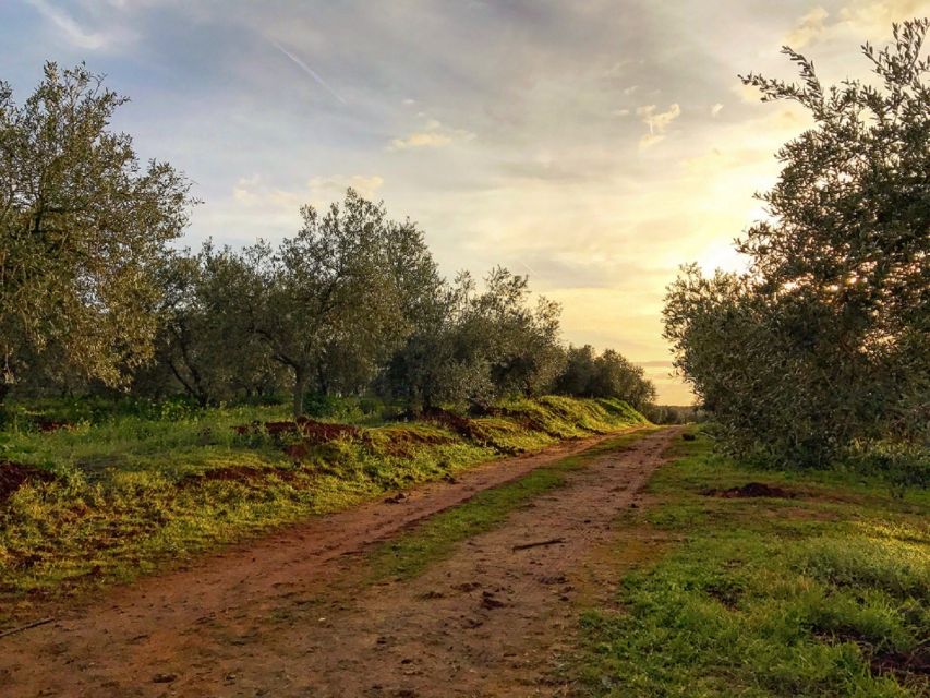 From Seville: Olive Oil Farm Tour - Who should book this Seville olive oil farm tour