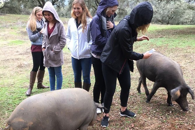 From Seville: Pig Farm private day tour and old villages visit - Key Highlights You’ll Feel Immediately