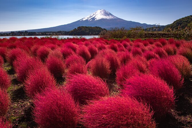 From Tokyo Mt.Fuji, Lake Kawaguchi, Makaino Farm day tour - Weather, Timing, and Getting Your Photos Right