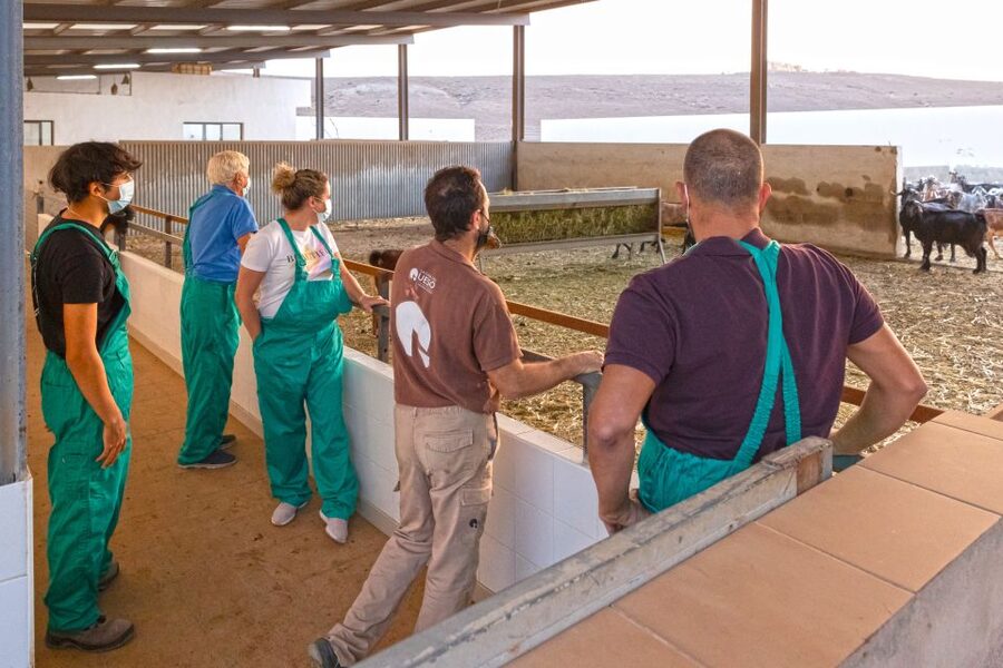 Fuerteventura: Artisan Goat's Cheese Making at Local Farm - Why Fuerteventura’s cheese scene feels different