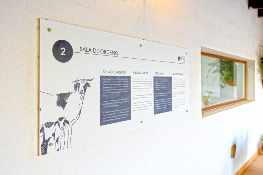Fuerteventura: Artisan Goat's Cheese Making at Local Farm - Milking Majorera goats: the hands-on part that makes it stick