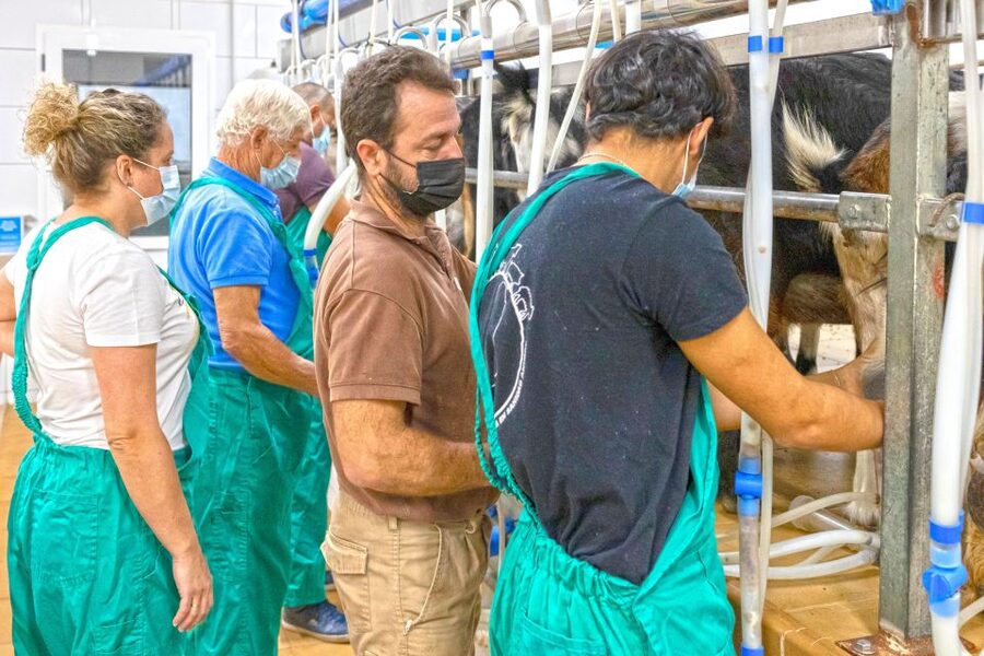 Fuerteventura: Artisan Goat's Cheese Making at Local Farm - Guides and farm atmosphere: why the tone matters