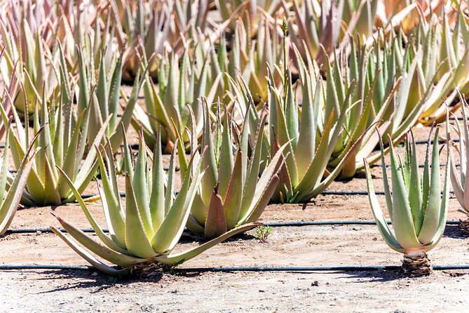 Fuerteventura Villages Caves and Farm Tour with Lunch from South - Stop 4: Finca Canarias Aloe Vera and the cava included