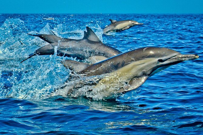 Full-Day Guided private Dolphins tour+ Monkeys + Stone town &spice Farm Zanzibar - Mnemba Island: The Morning for Dolphins and Real Snorkeling Time