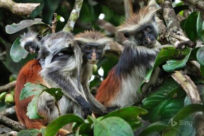 Full-Day Guided private Dolphins tour+ Monkeys + Stone town &spice Farm Zanzibar - Jozani Chwaka Bay National Park: Red Colobus, Mangroves, and Gentle Wildlife Watching
