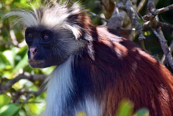 Full-Day Guided private Dolphins tour+ Monkeys + Stone town &spice Farm Zanzibar - Who This Private Zanzibar Combo Fits Best