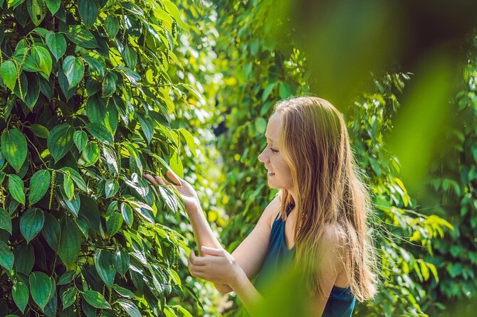 Full Day Pepper Farm Adventure by Scooter - Key highlights worth your time