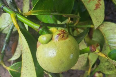 Full Day Private Spice Farm Stone Town and Prison Island - Tangawizi Spice Farm: the best stop for senses and simple explanations