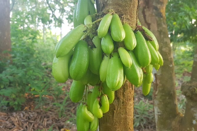 Full Day Private Spice Farm Stone Town and Prison Island - Best match: who this tour suits (and who might want to rethink it)