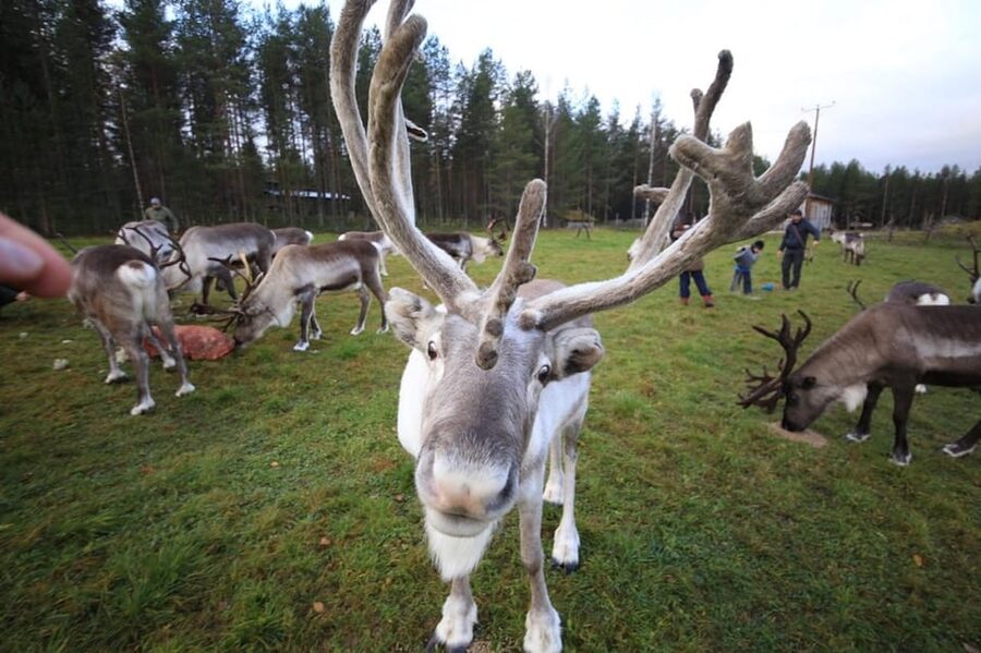 Full day: Reindeer Farm, Santa Claus Village & Husky Park - Reindeer Feeding, Care, and Training for Sledge Rides