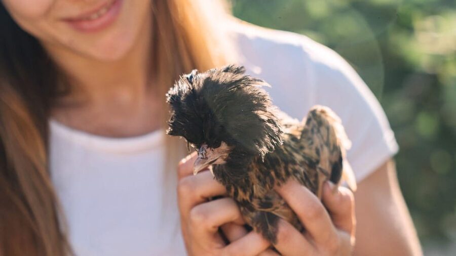 Gallura: Picnic on a Farm with Animals - Key highlights
