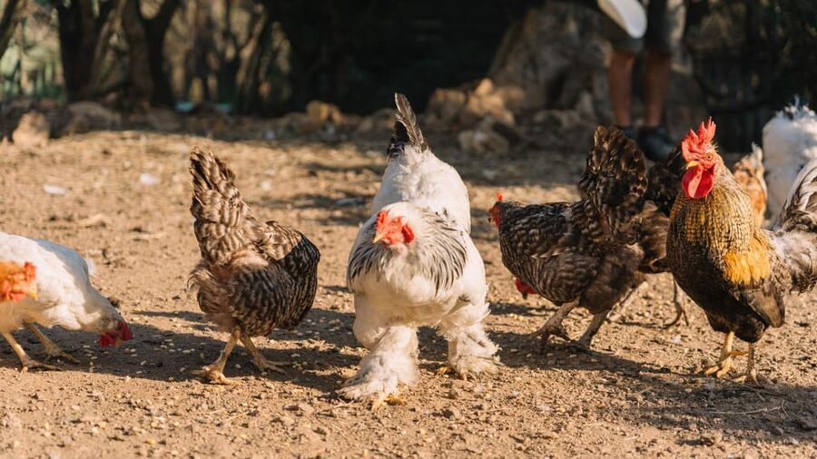 Gallura: Picnic on a Farm with Animals - Who this fits best (and who should rethink it)