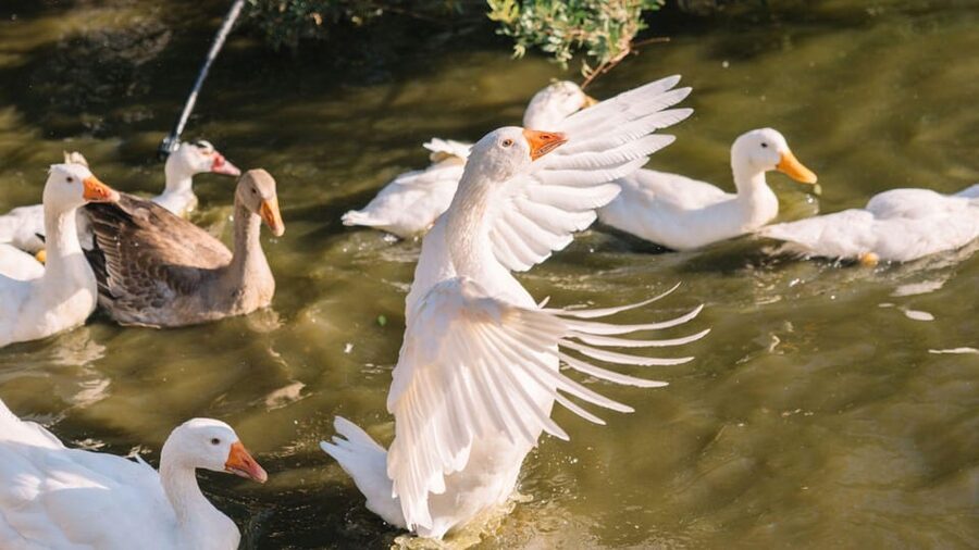 Gallura: Picnic on a Farm with Animals - Gallura farm vibes: close to Olbia and close to the sea
