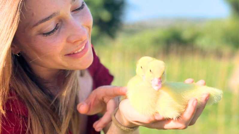 Gallura: Picnic on a Farm with Animals - A rescued-animals experience with real compassion behind it